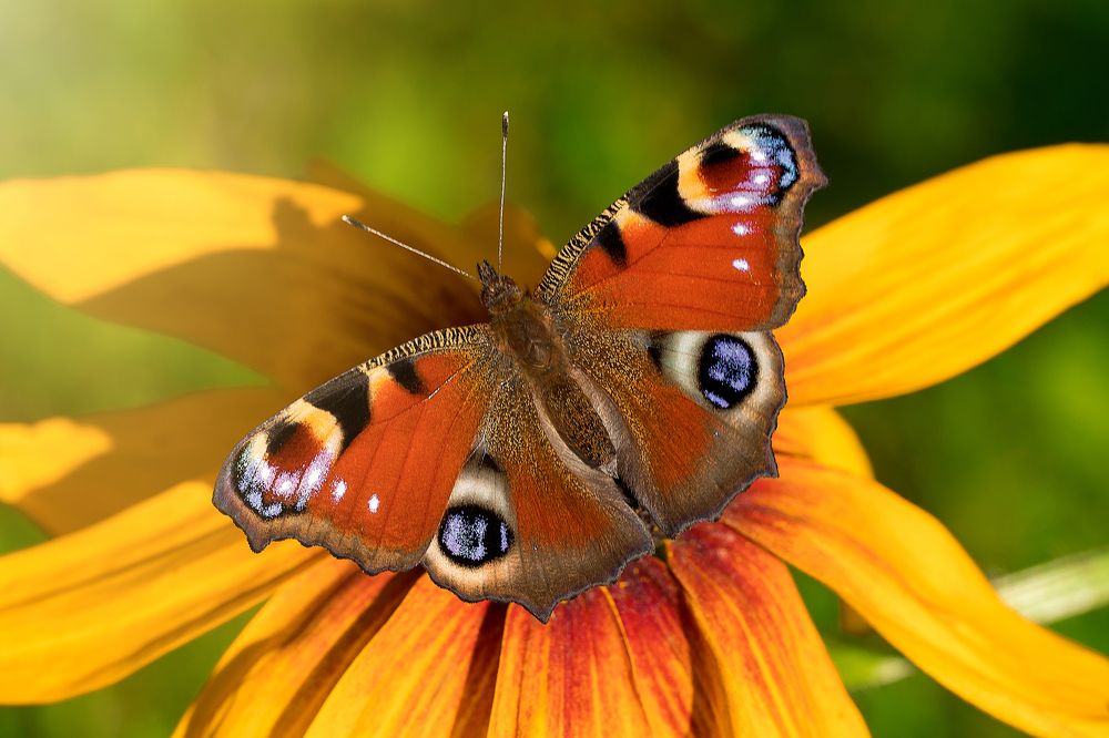 Фотография автора Елена Ельшина