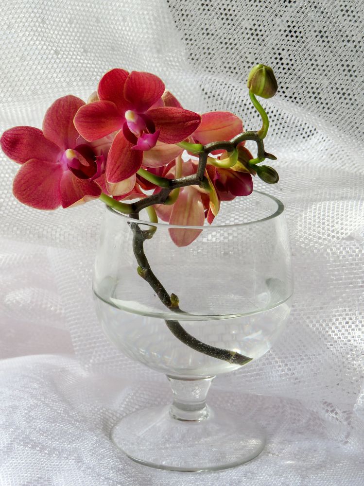 Orchid flower in a glass