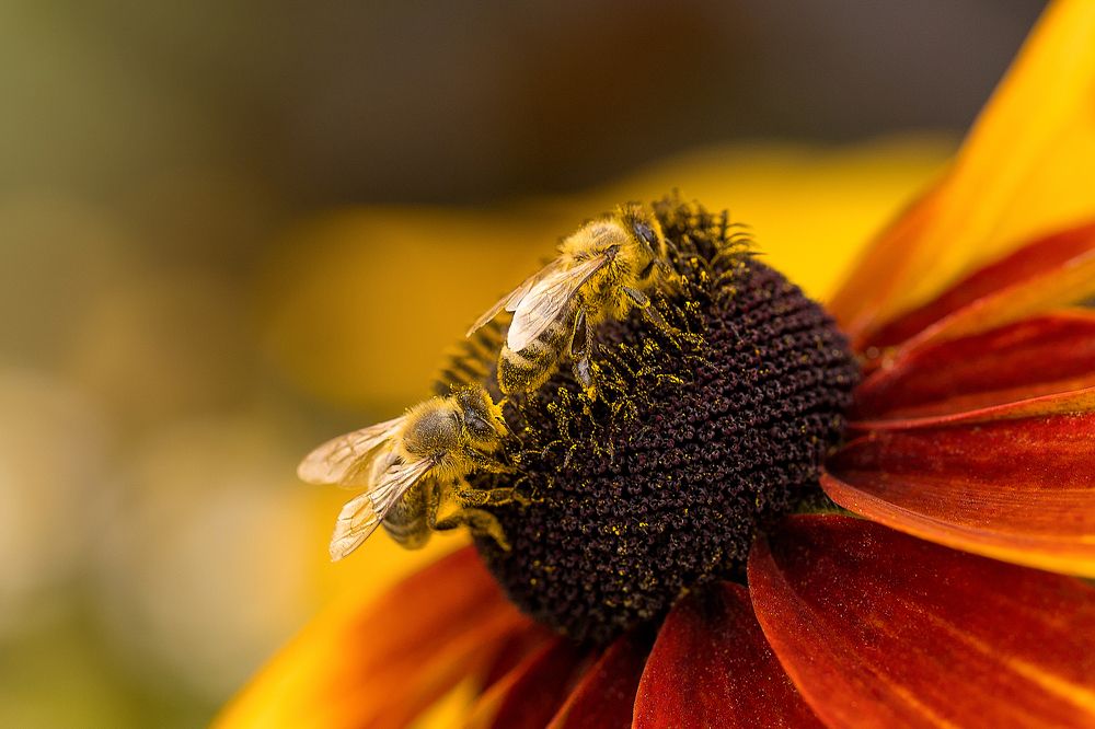 Фотография автора Елена Ельшина