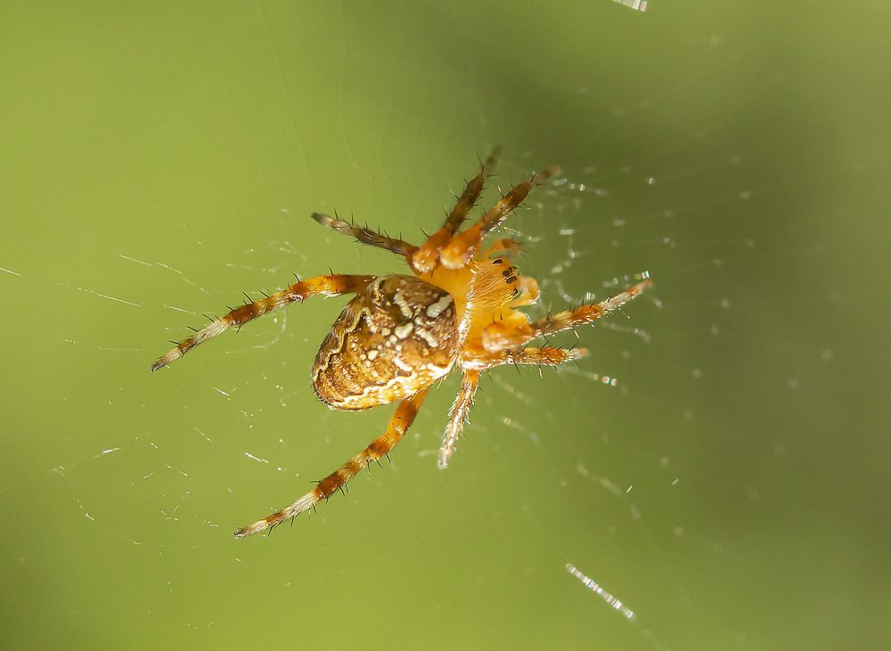 Photograph by Борис Саватюгин