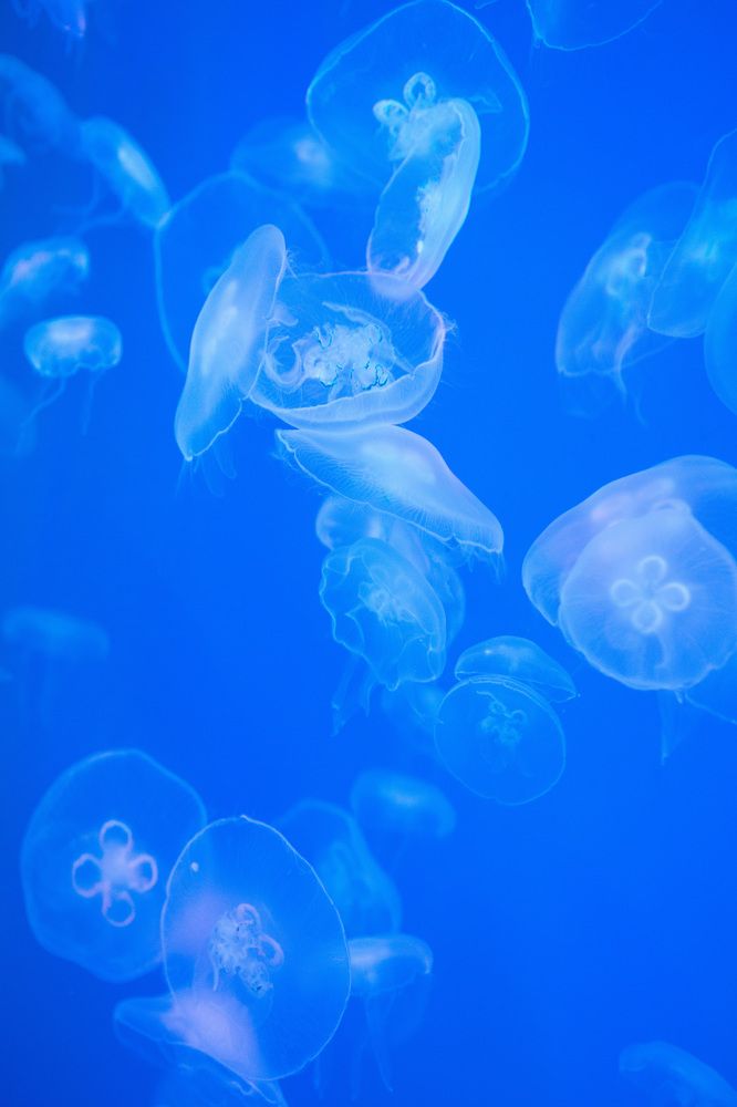 Photograph by Анна Берзина