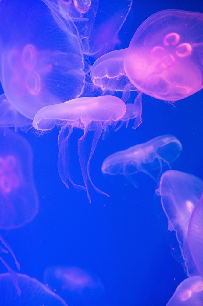 Photograph by Анна Берзина