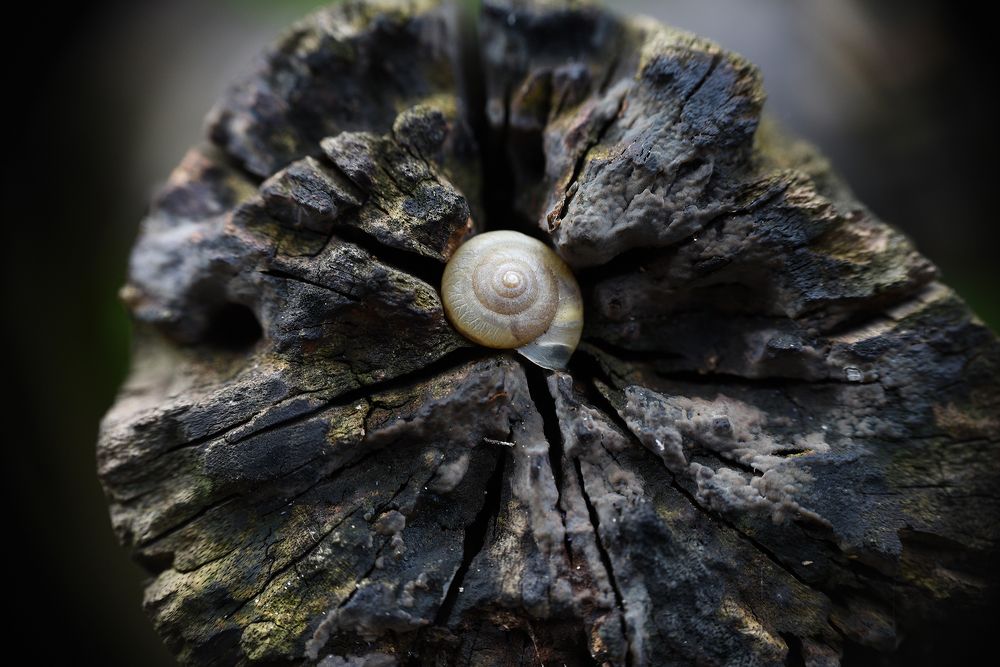 Photograph by Ninh Quốc Trịnh