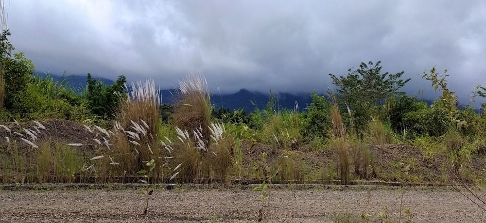 White flowers under the white clouds