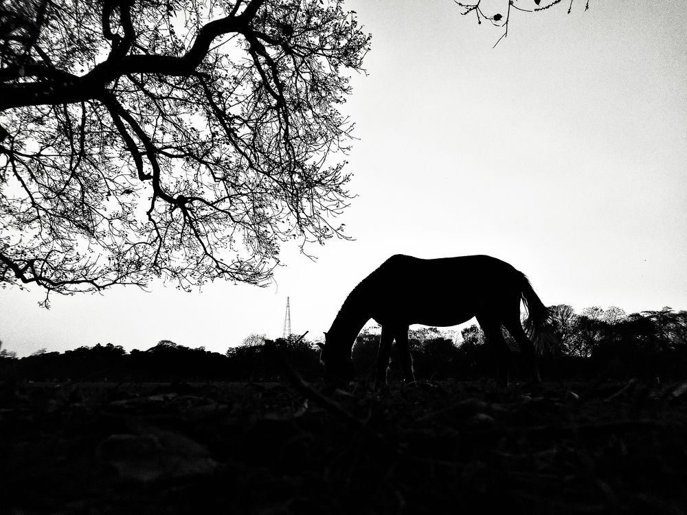Photograph by Samiran Bag