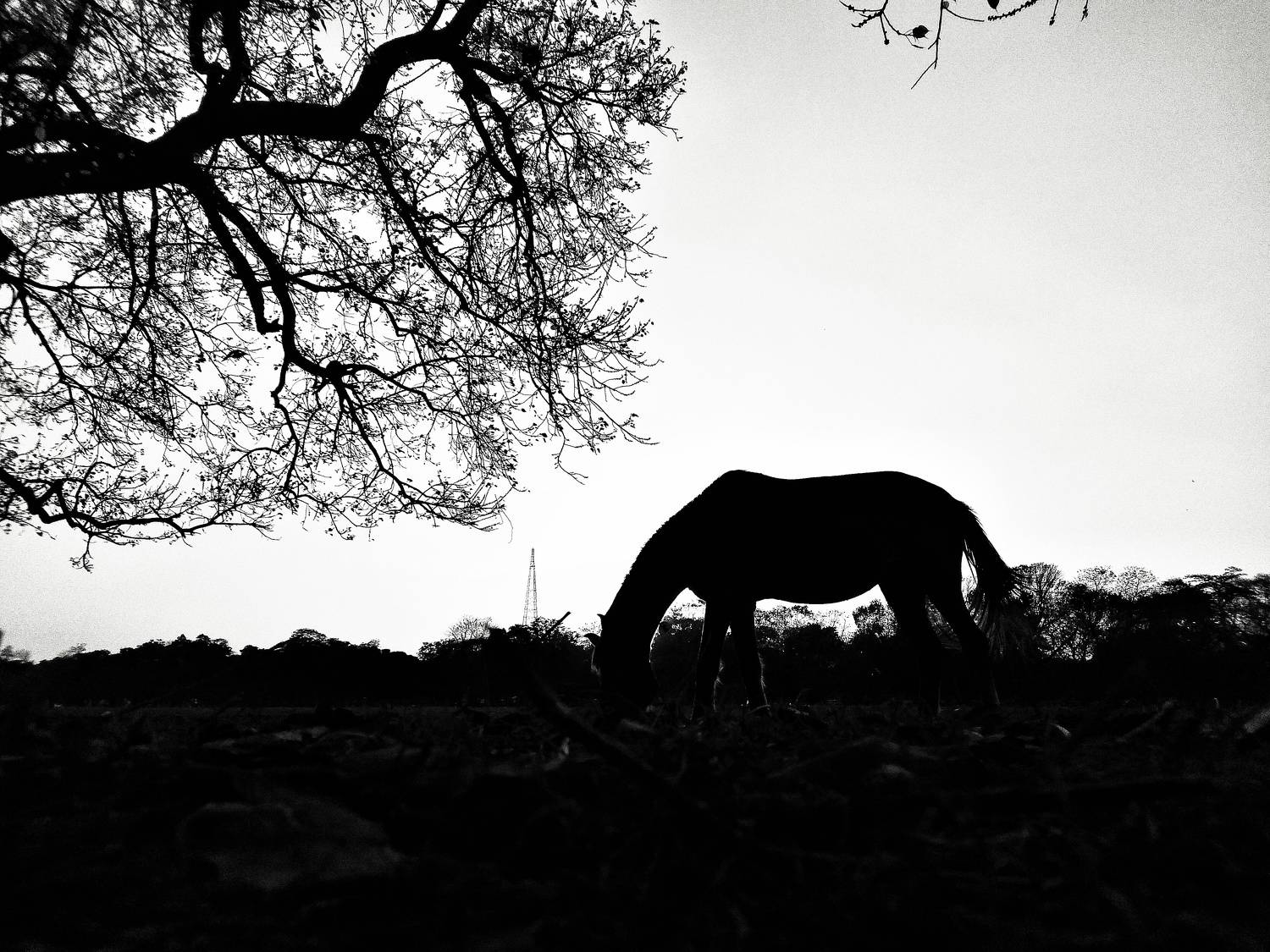 Photo #7902583