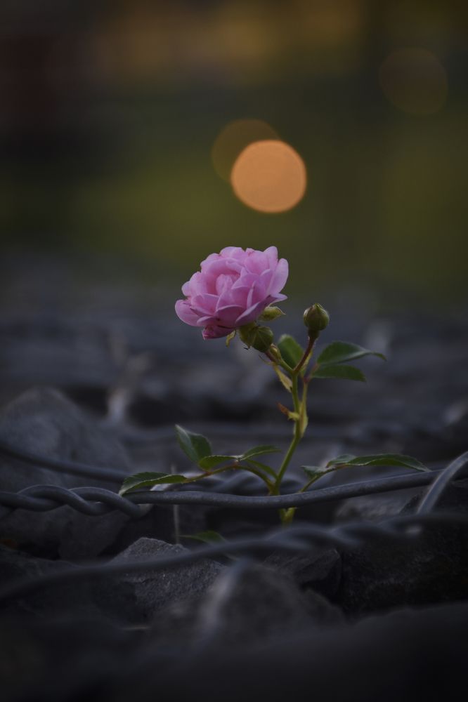 Photograph by Aneeri