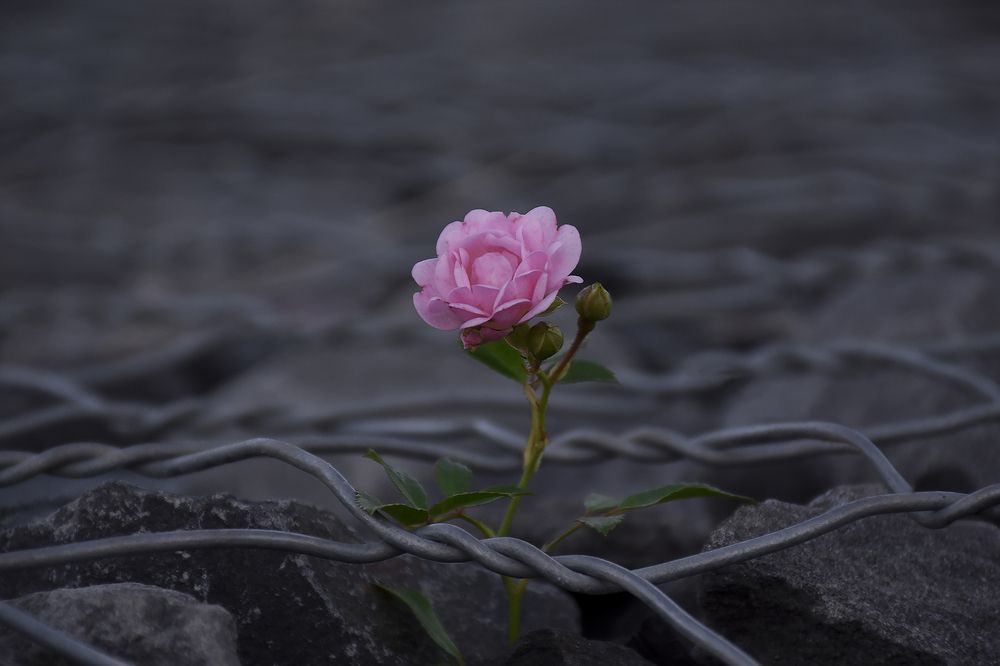 Photograph by Aneeri