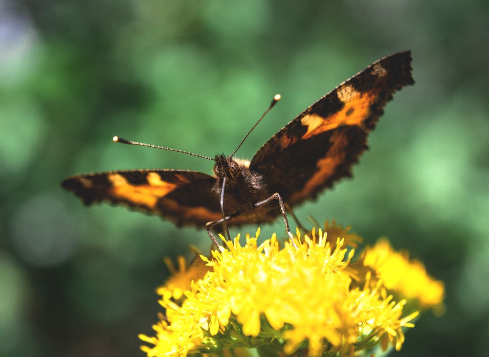 Размах крыльями.