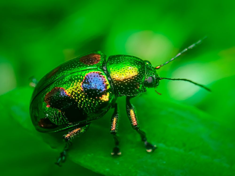 Photograph by Pramo Liyanage