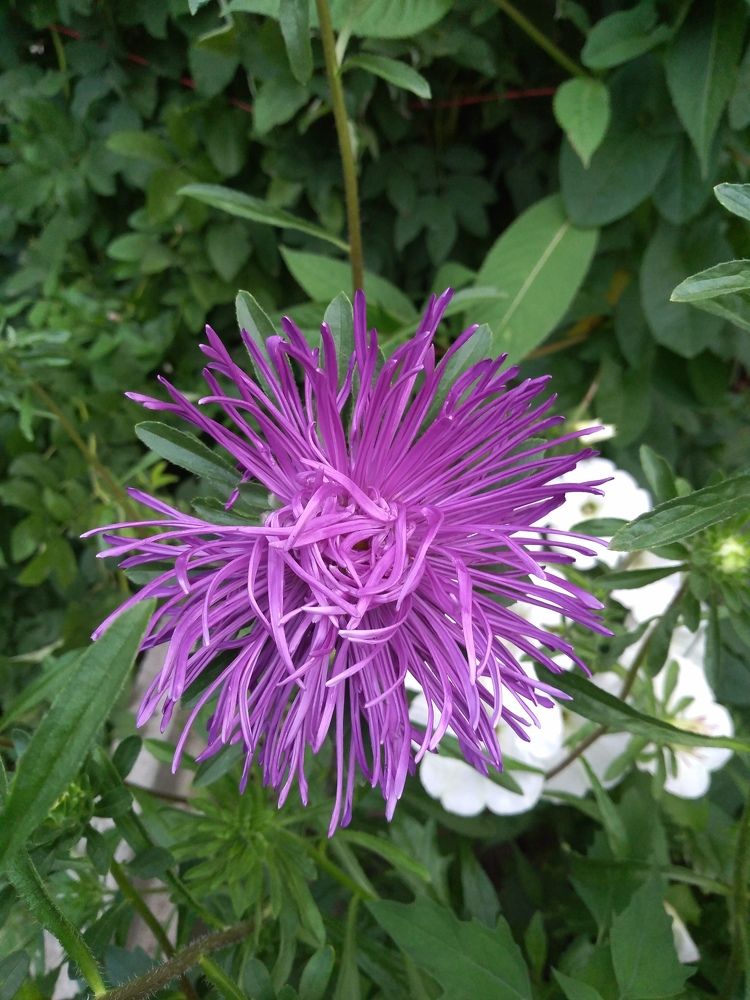 Photograph by СТЕПАН ДЖУЛАКИДЗЕ