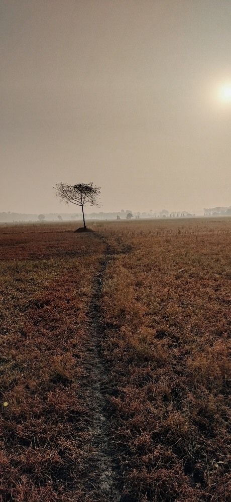 Single dry tree in  mist.