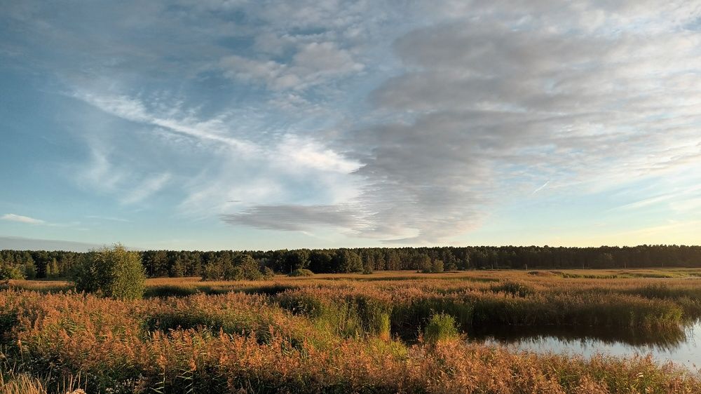 Леса, поля, реки...