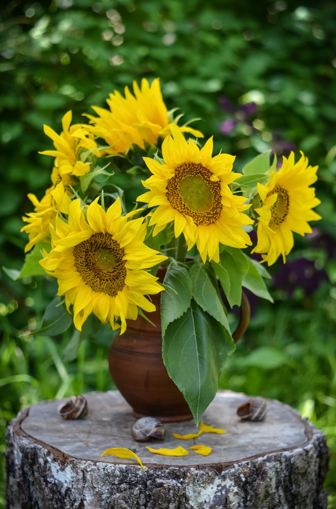 Photograph by Ирина Никульча