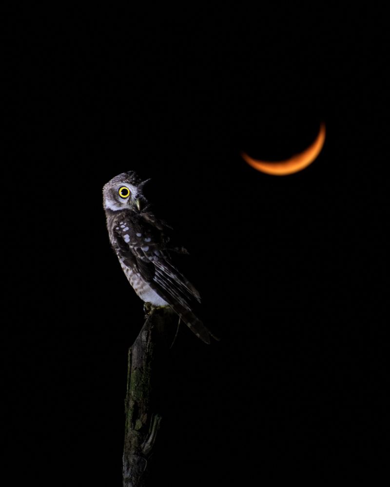 Half moon with spotted owl