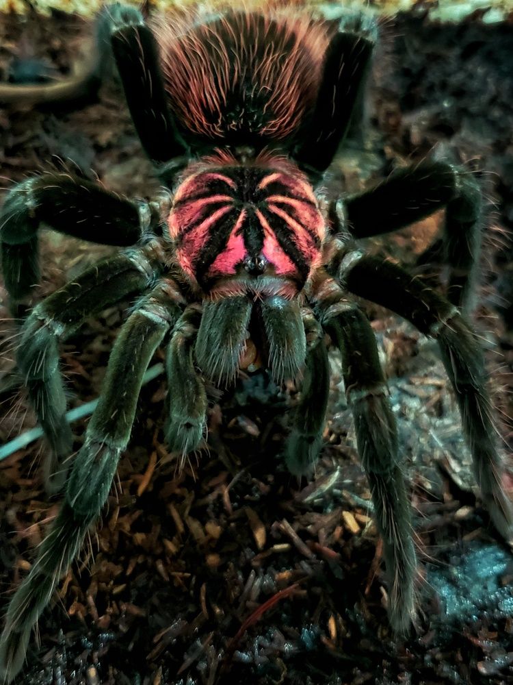 Xenesthis intermedia