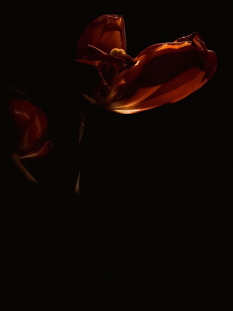 Photograph by Александра Кропивка