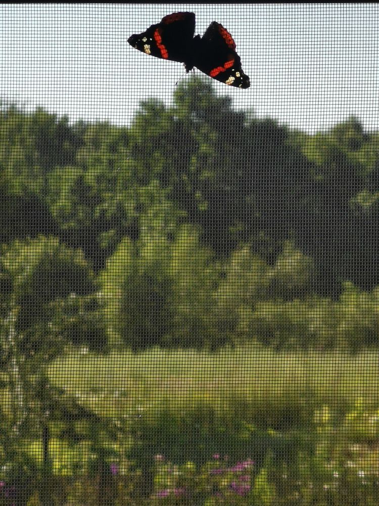 Бабочка на сетке окна