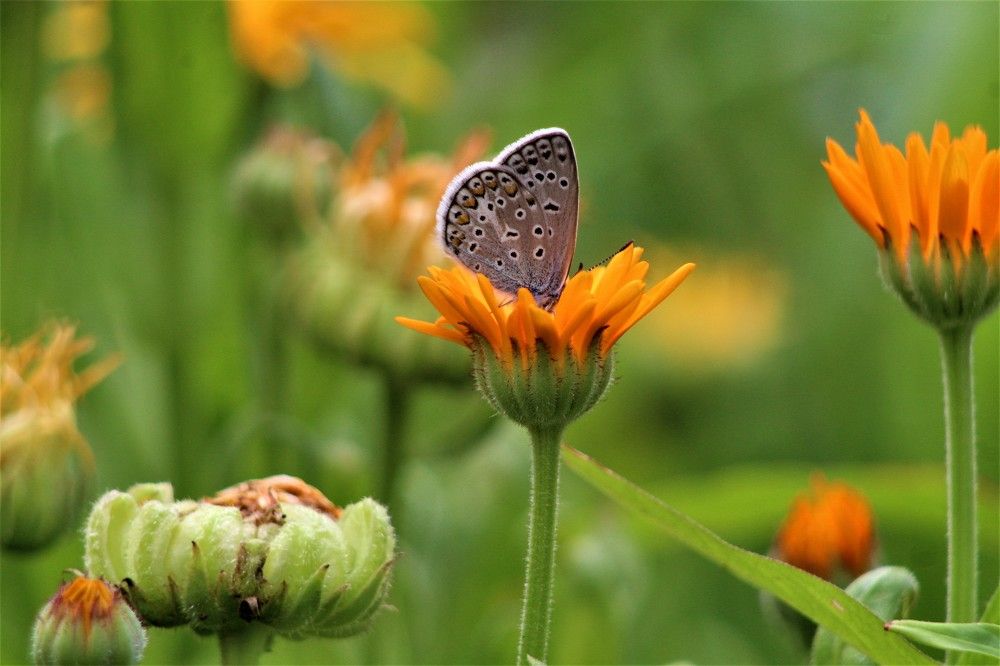 Photograph by Елена Фопа
