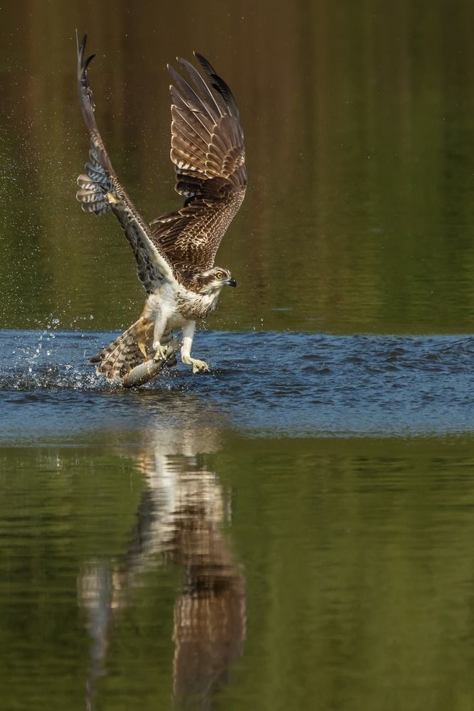 Photograph by Pascal Dorny