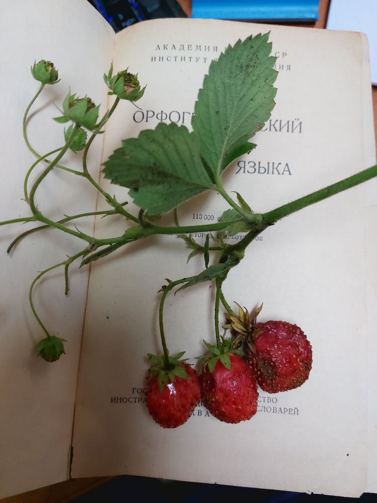 Фотография автора Михаил Бове