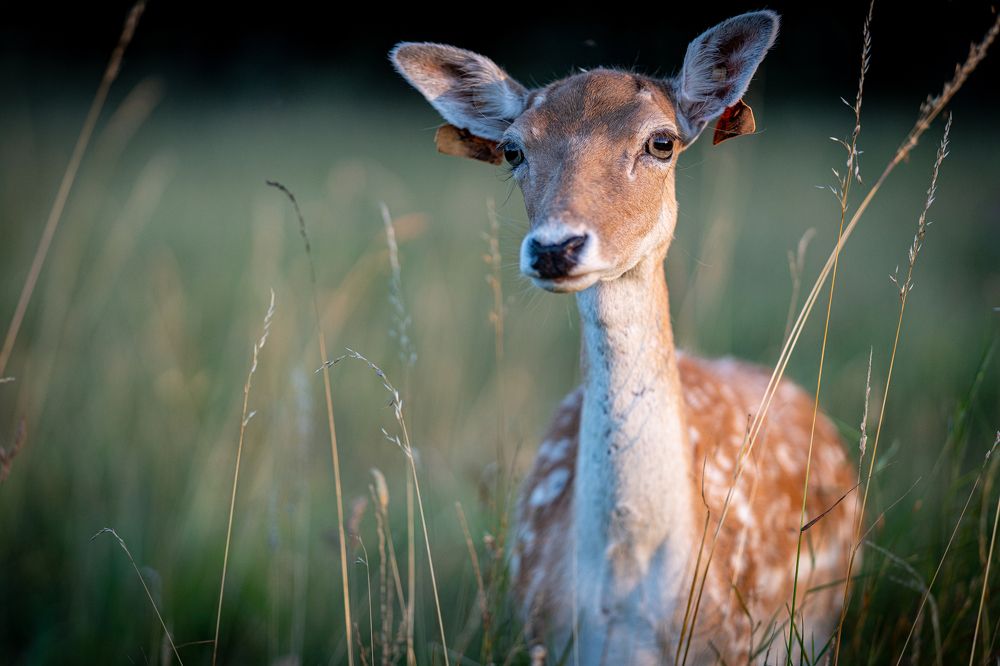 Photograph by Артур Каханский