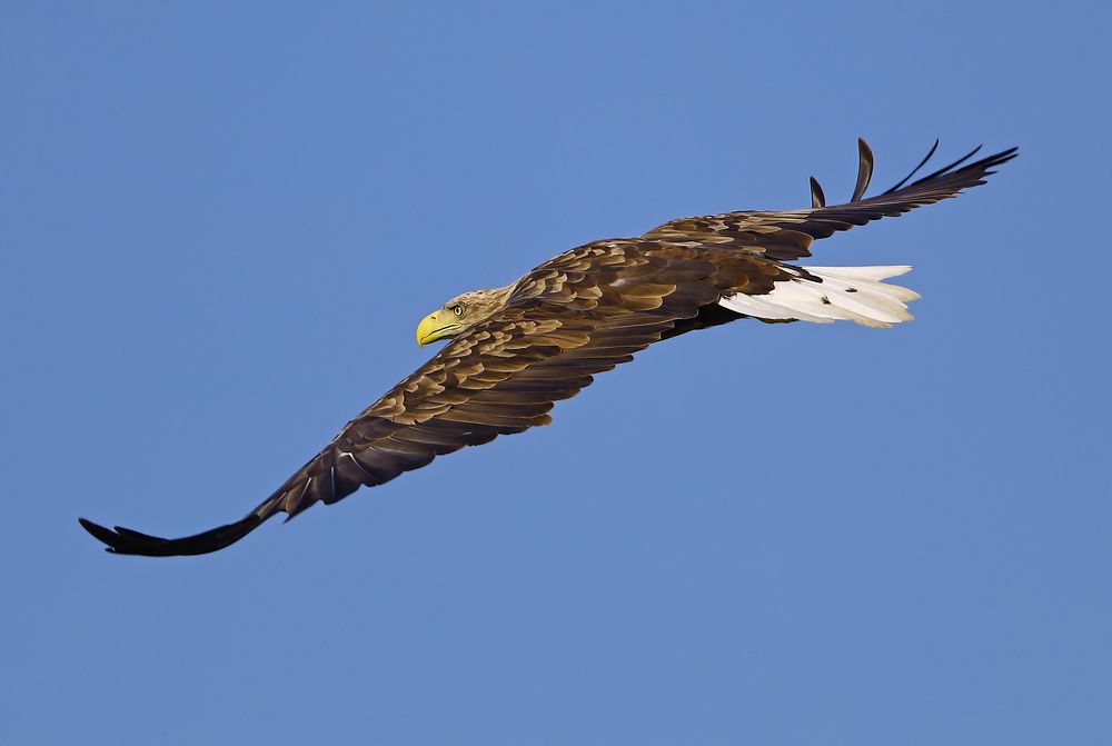 Фотография автора Александр Гусар