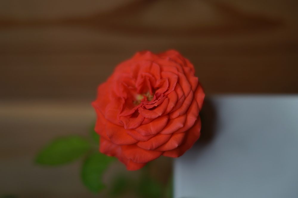 Photograph by Оксана Кобинец