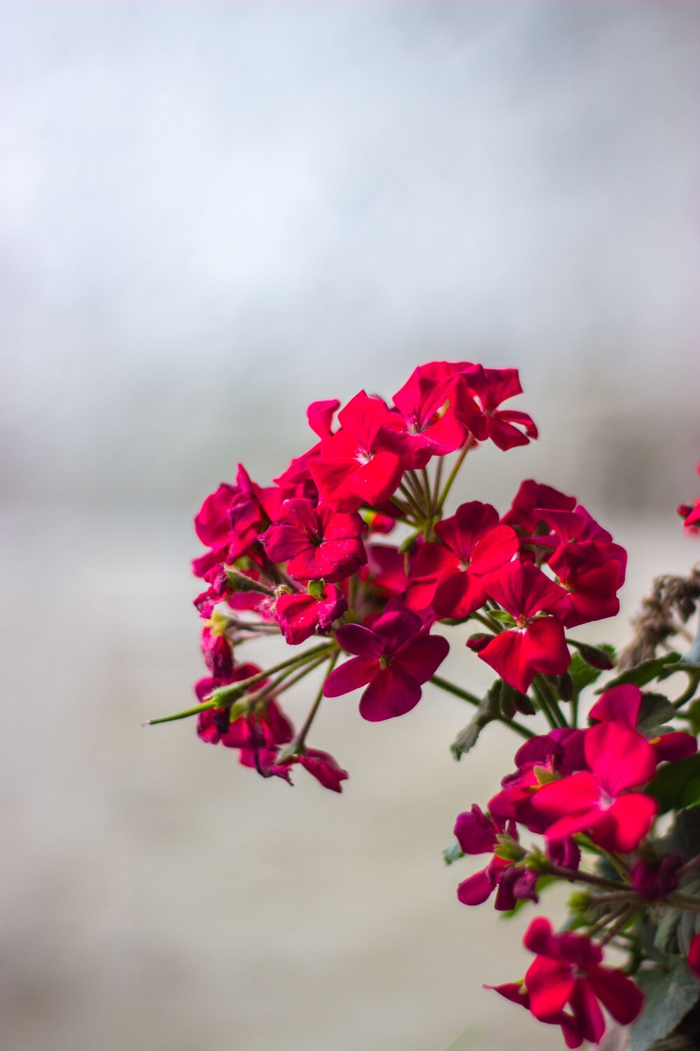 Photo #7906126