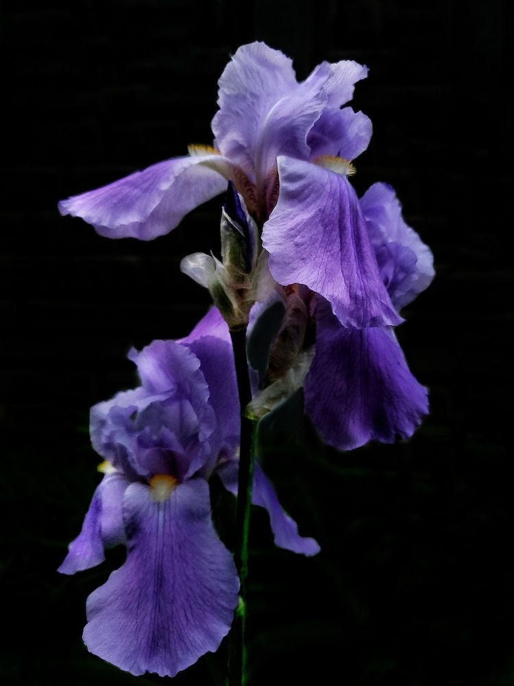 Фотография автора Ирина Панкова