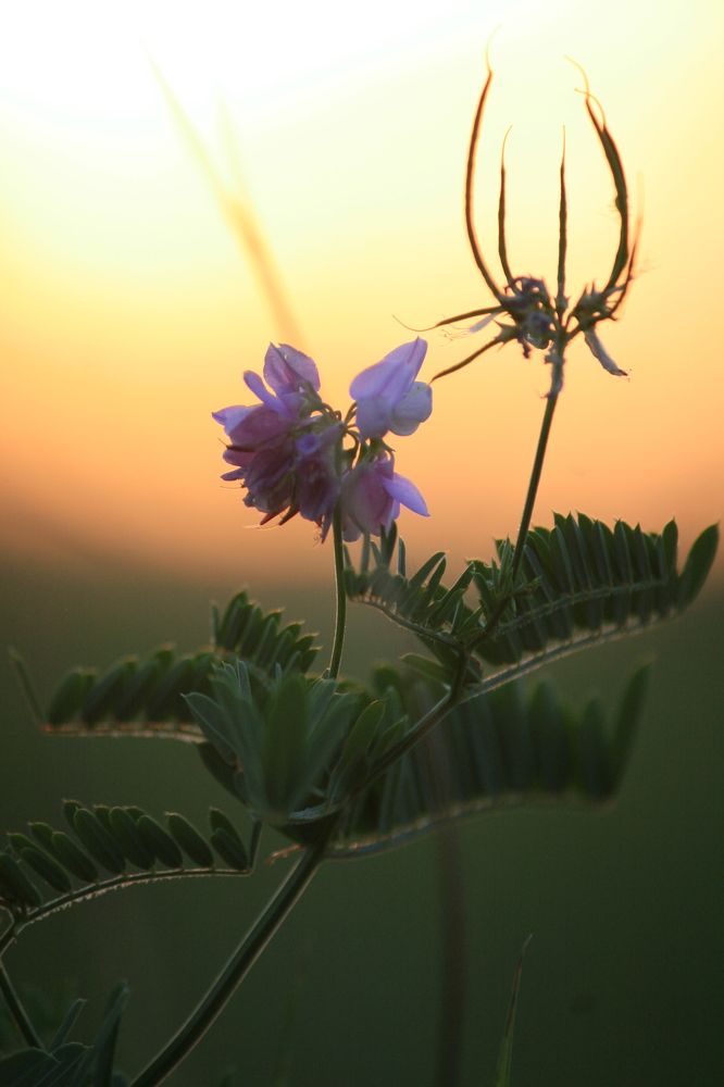 Фотография автора Татьяна Шебаршенко