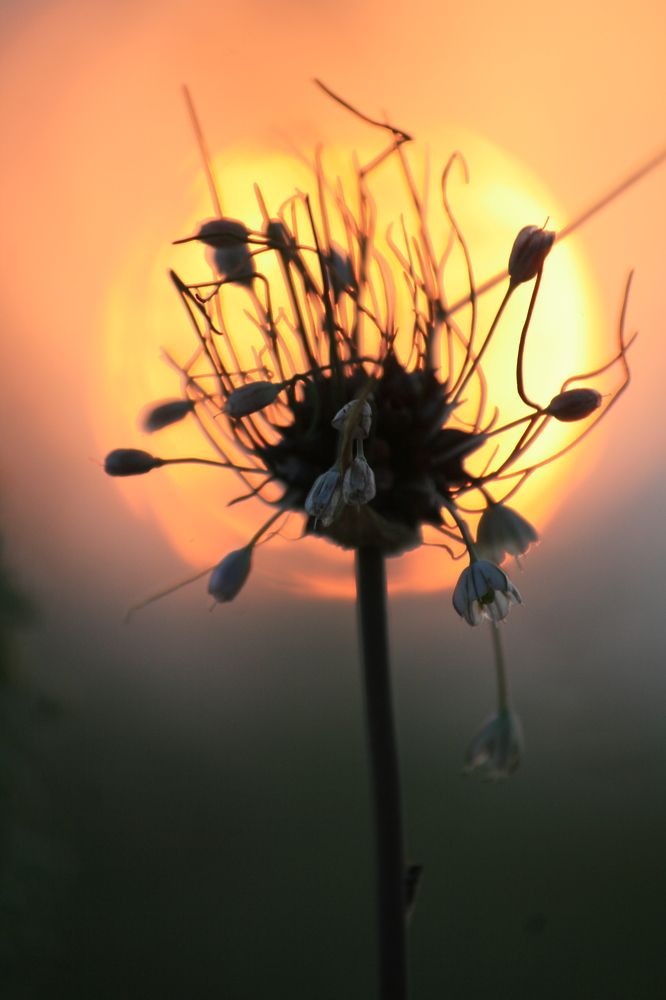 Фотография автора Татьяна Шебаршенко