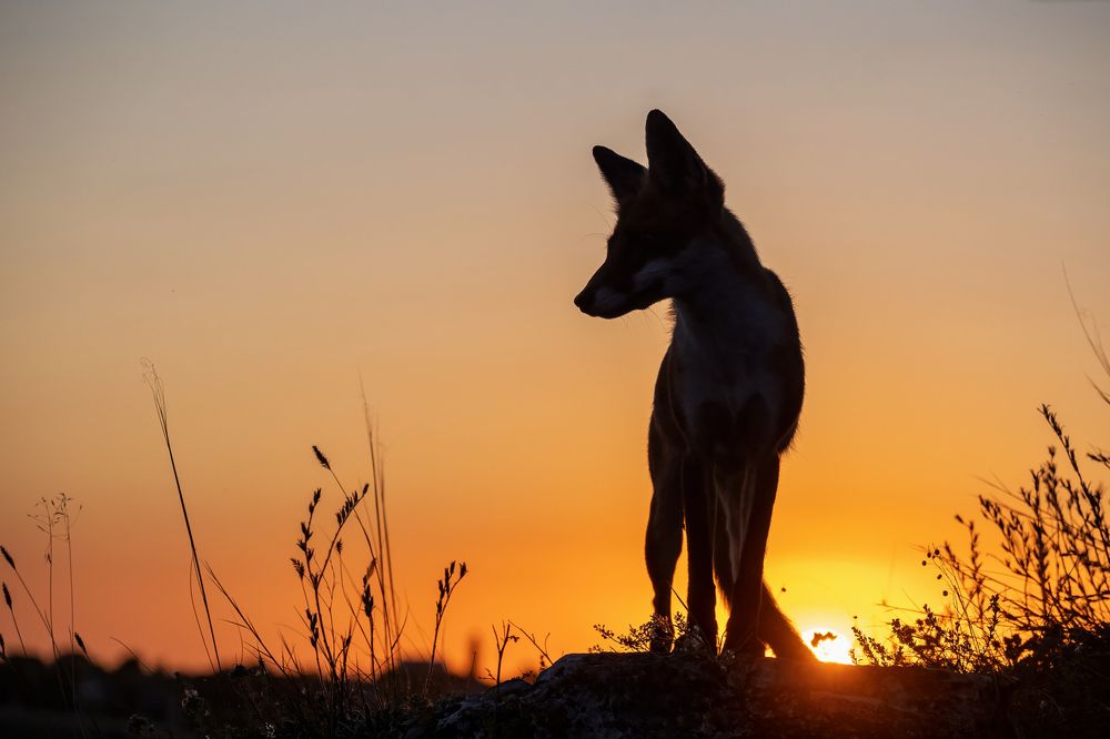 Photograph by Татьяна Жеребцова