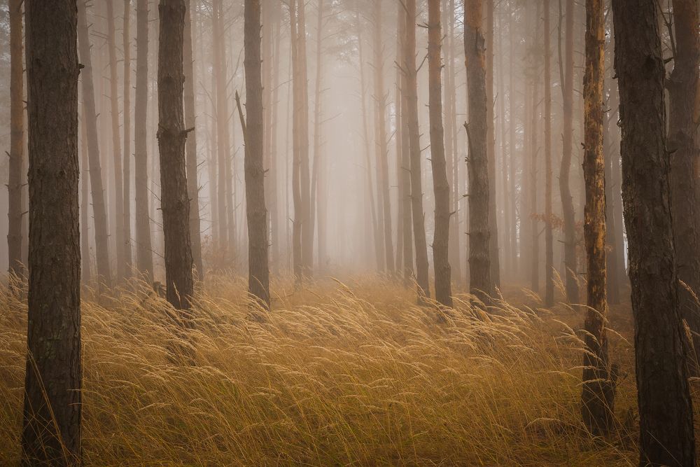 Туманный лес ноября