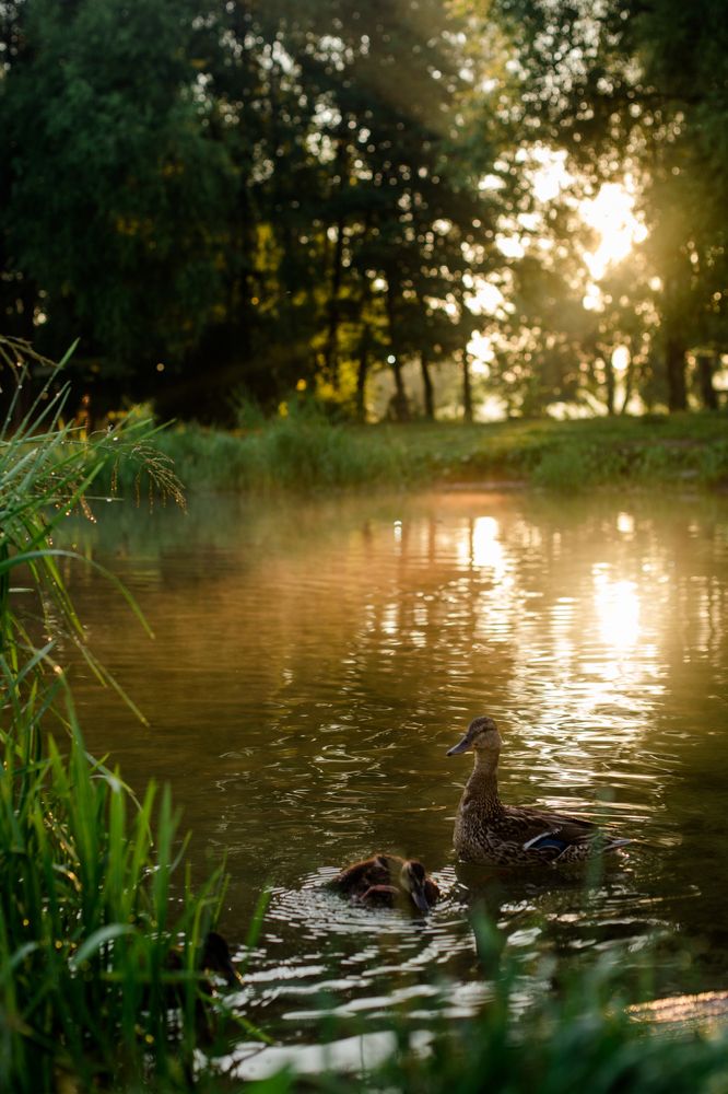 Photograph by Елена Саливон