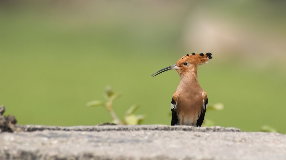 Фотография автора Gokul Addanki