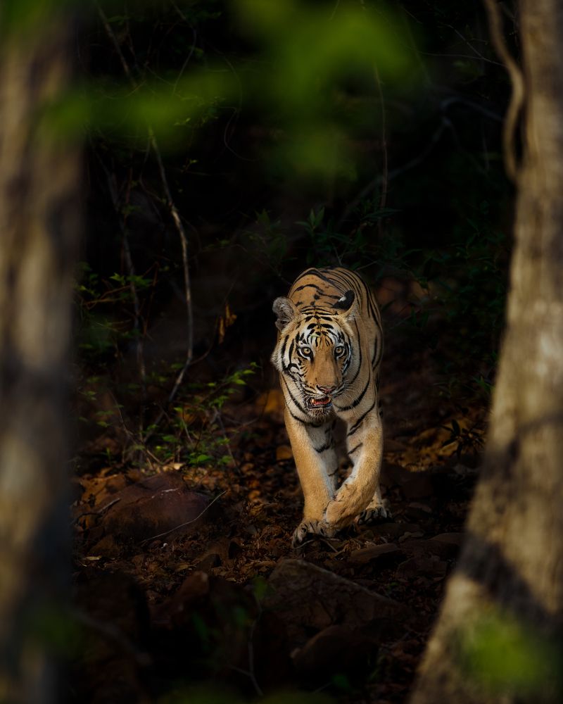 Photograph by Susavan Aditya