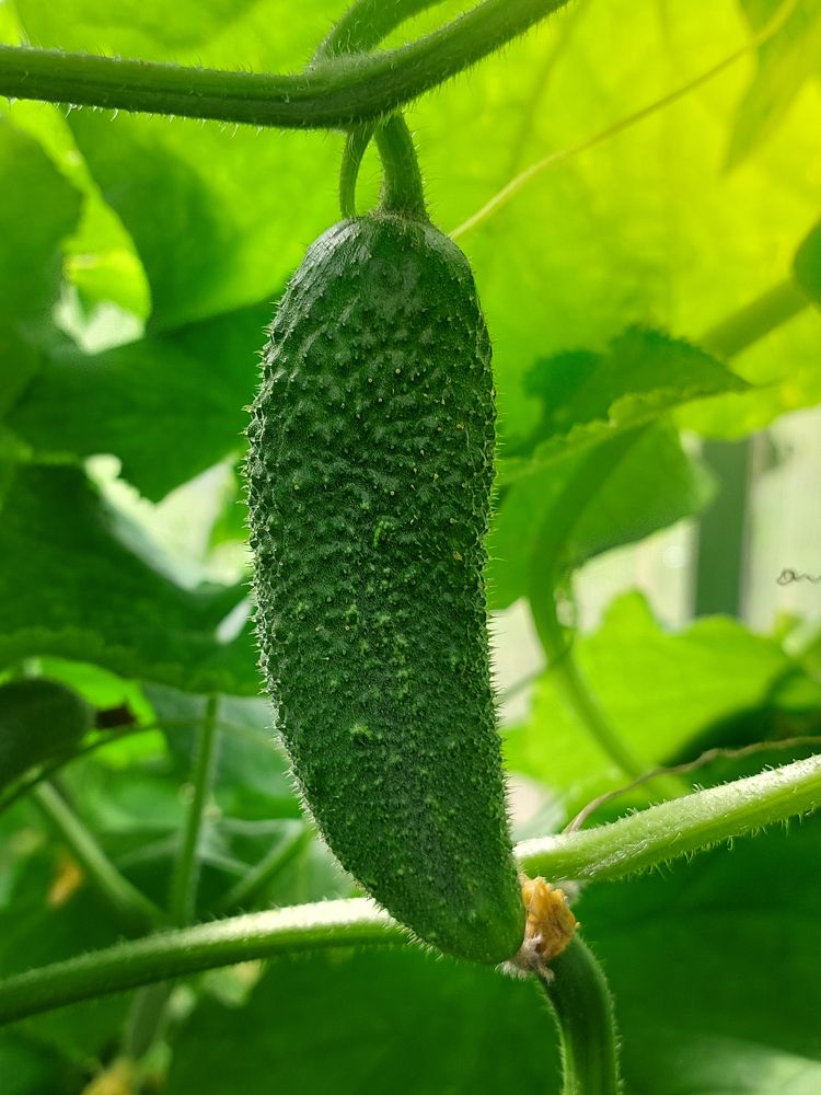 Фотография автора Михаил Бове