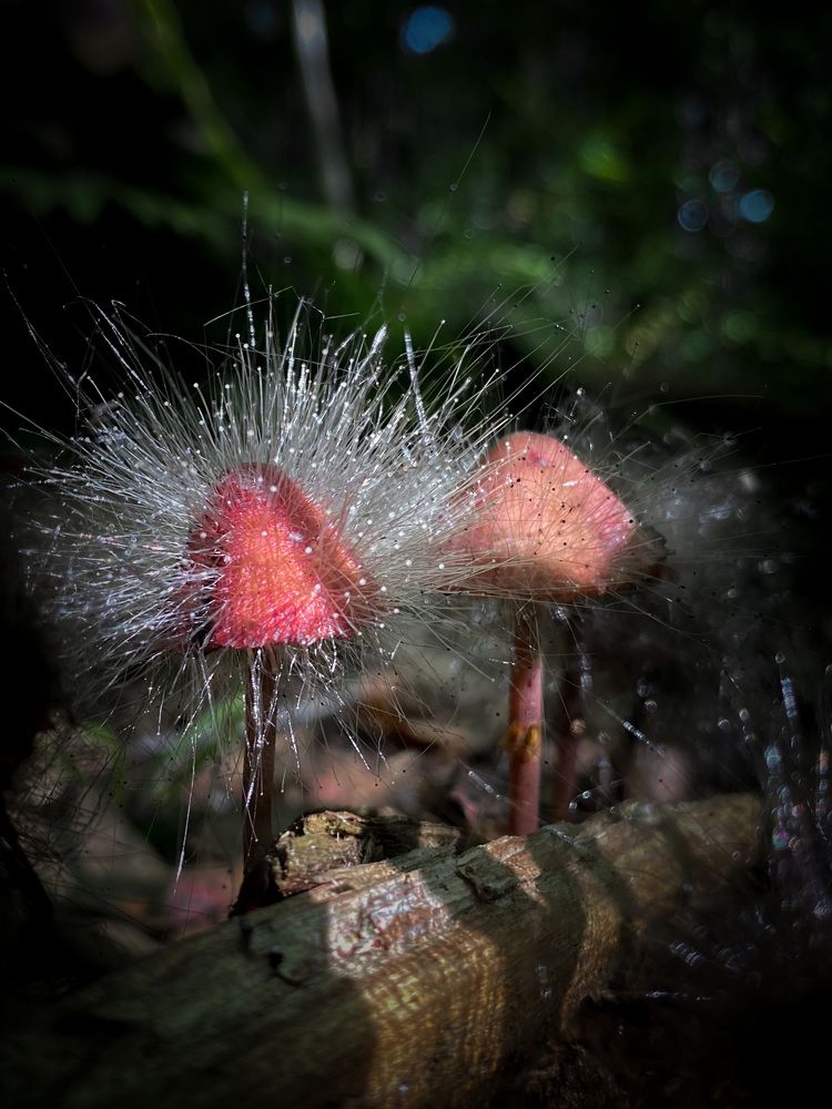 Лесные обитатели