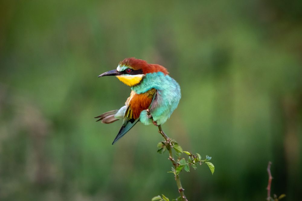 Photograph by George Alexandru Ghiuro