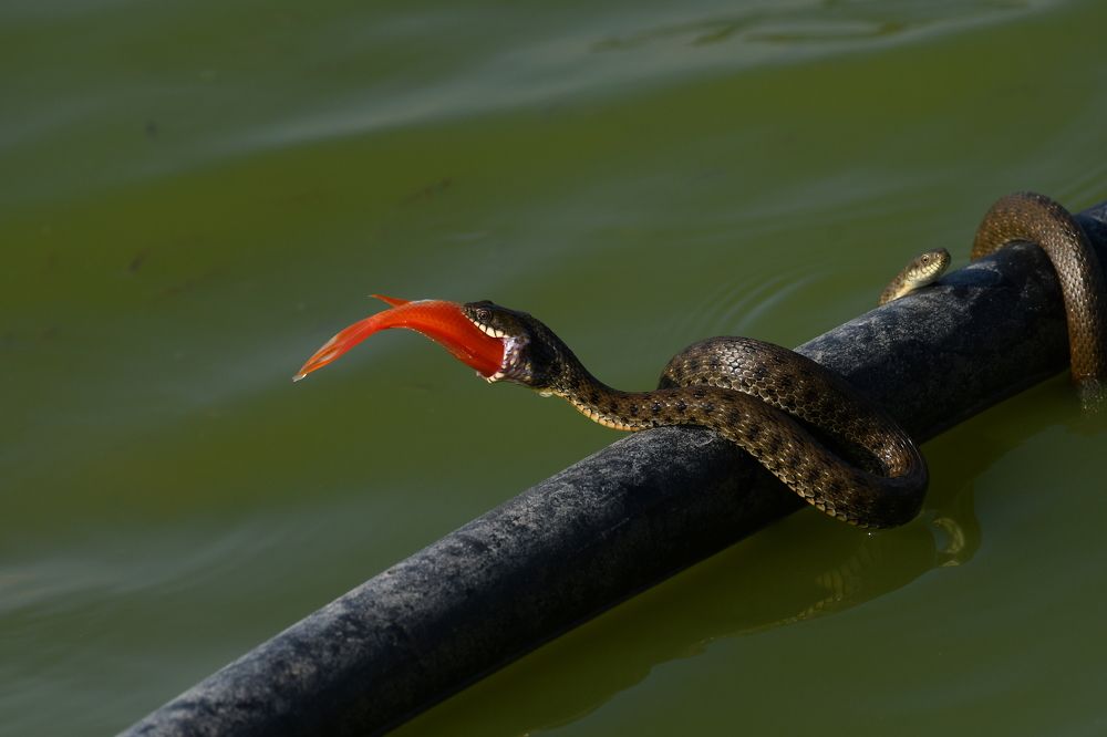 Photograph by Dagmara Giller