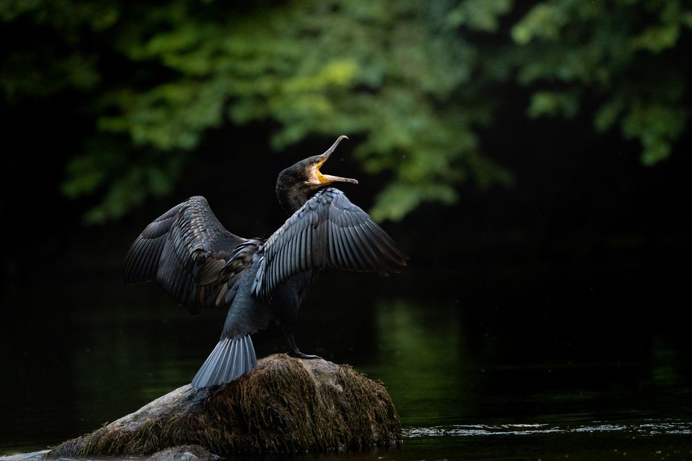 Photograph by Vineeth Pazhupurath