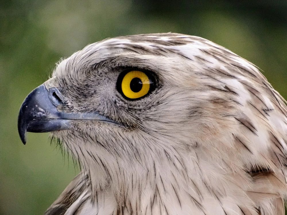 Фотография автора reza ahmadi