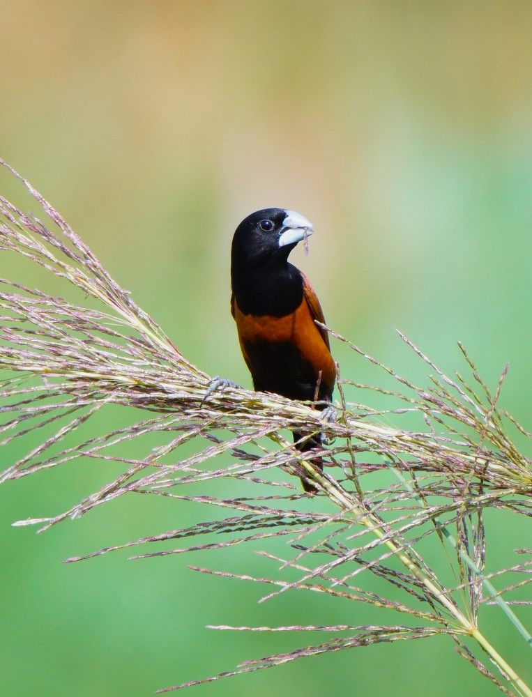 Photograph by Avijit Koner