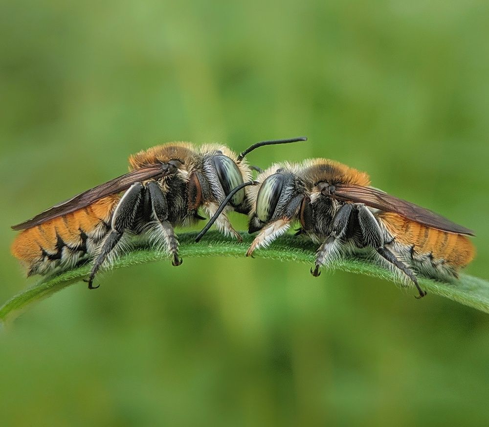 Kissing Frame of Two Bee ..
