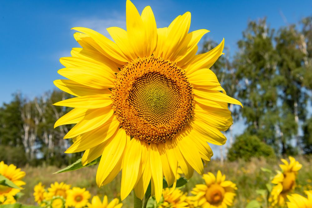 Photograph by Владимир Парсяк