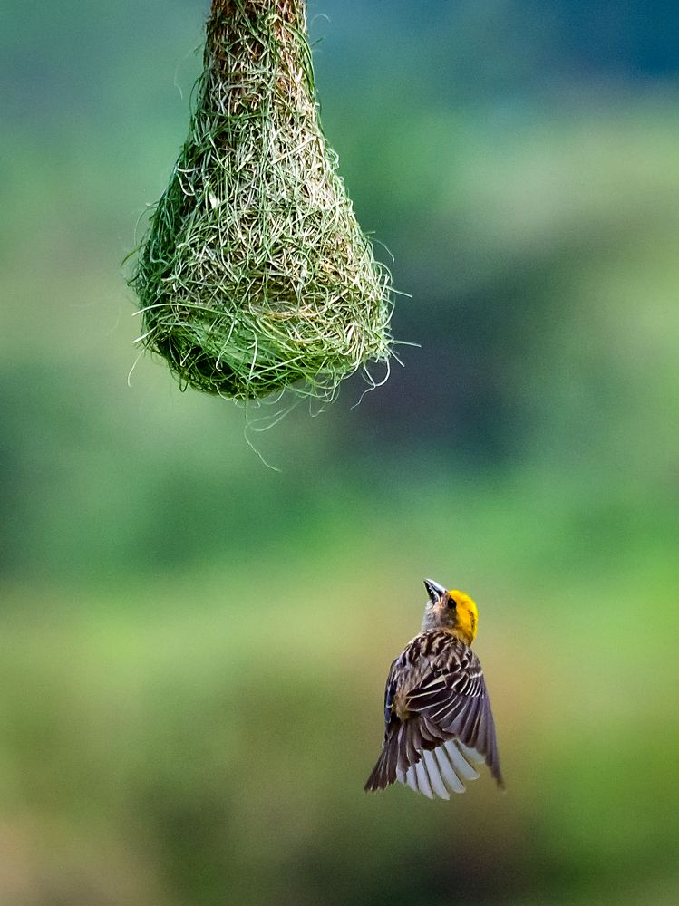 A male Baya Weaver inspecting it's nest.