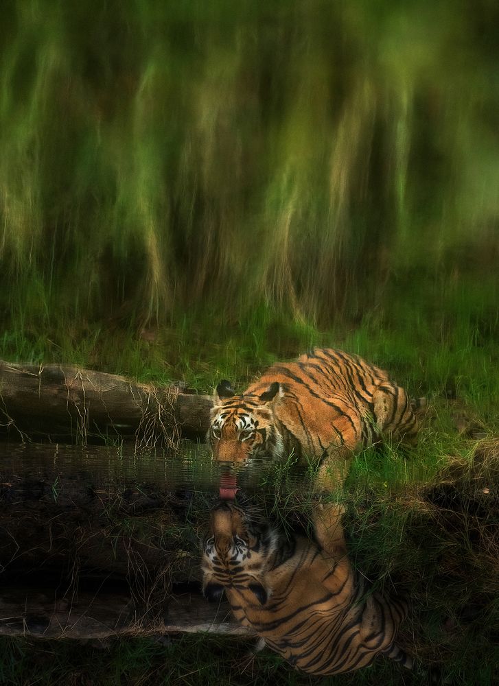 Tiger Reflection upside down