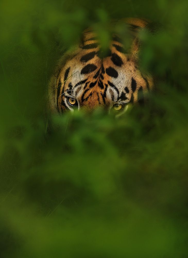 Photograph by Jayanta Guha