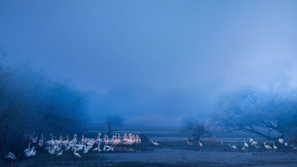 Photograph by Jayanta Guha